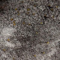 Eyeliner Glitter