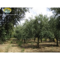 Olio Extravergine d'OIiva Calabrese - Oliovinicola Pino - Latta 5 L
